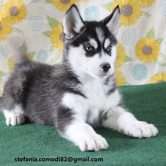  Regalo Siberian Husky cuccioli maschio e femmina contattaci tramite lindirizzo email presente sul