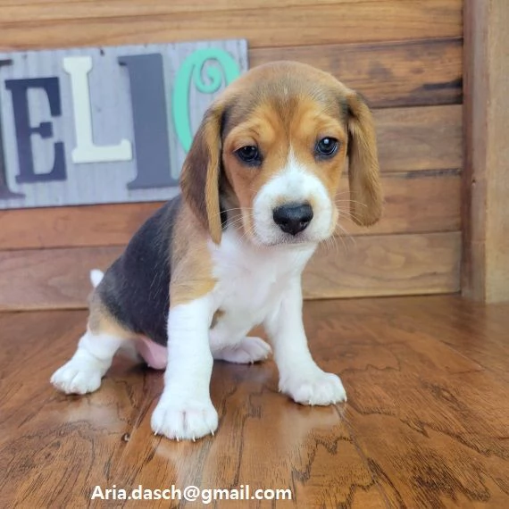 Beagle cuccioli cuccioli di Beagle disponibili i piccoli verranno ceduti dopo i 70 giorni dalla nas