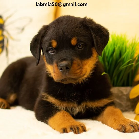  Regalo Cuccioli di tipo rottweiler con i capelli corti Cuccioli di Rottweiler capelli corti e tutt