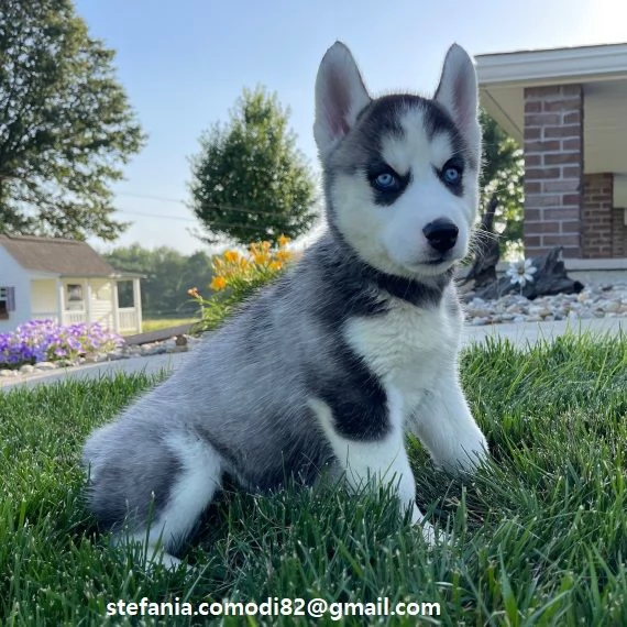 Regalo Siberian Husky cuccioli maschio e femmina contattaci tramite lindirizzo email presente sull