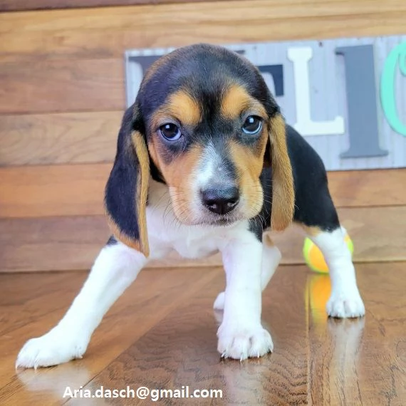 Beagle cuccioli cuccioli di Beagle disponibili i piccoli verranno ceduti dopo i 70 giorni dalla nas