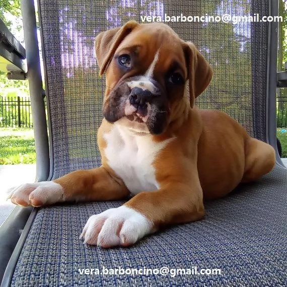 Regalo Cuccioli Boxer cuccioli boxer maschio e femmina disponibile contattaci tramite lindirizzo e