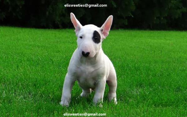 Regalo adorabili cuccioli Bull terrier  femminucce e maschietti disponibili verranno ceduti con ped