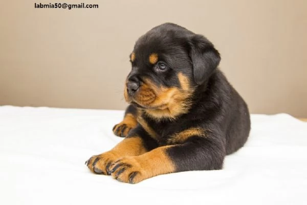 Regalo Cuccioli di tipo rottweiler con i capelli corti Cuccioli di Rottweiler capelli corti e tutto