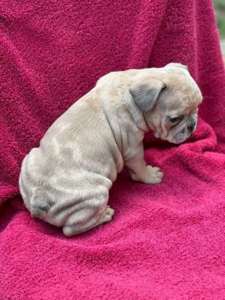 cuccioli di bulldog francese | Foto 2