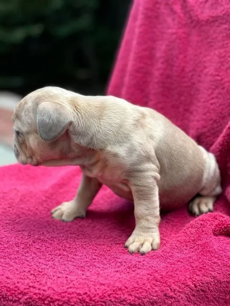 cuccioli di bulldog francese | Foto 1