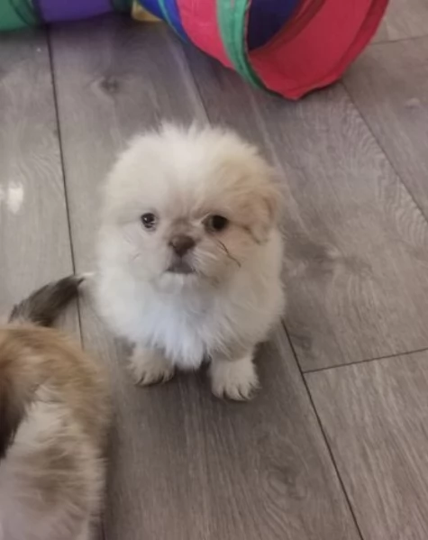 Adorabili e soffici cuccioli di shihtzu in adozione | Foto 1