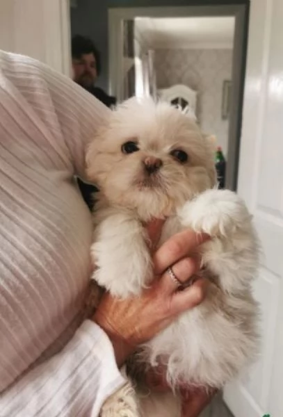 Adorabili e soffici cuccioli di shihtzu in adozione | Foto 0