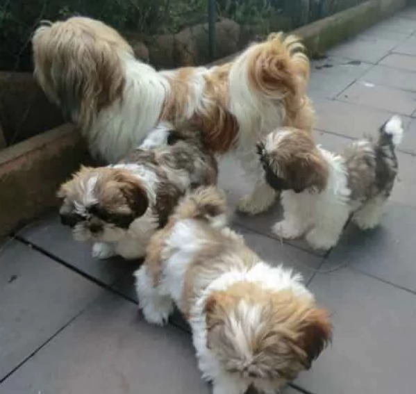 Adorabili e soffici cuccioli di shihtzu in adozione | Foto 0