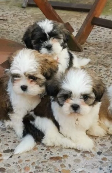 Adorabili e soffici cuccioli di shihtzu in adozione