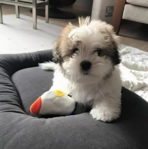 Adorabili e soffici cuccioli di shihtzu in adozione | Foto 0