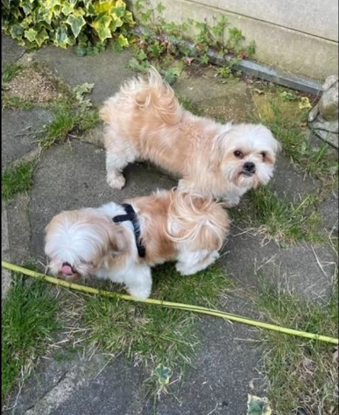 Adorabili e soffici cuccioli di shihtzu in adozione