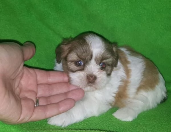 Adorabili e soffici cuccioli di shihtzu in adozione | Foto 2