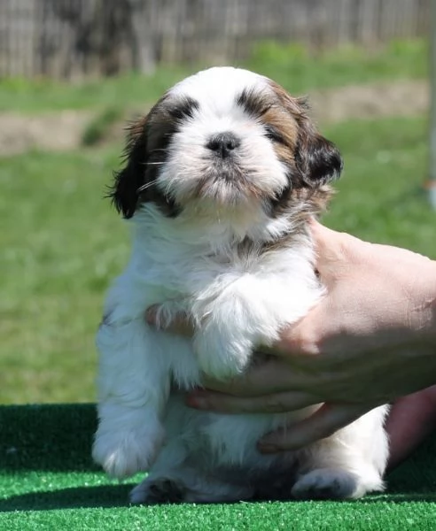 Adorabili e soffici cuccioli di shihtzu in adozione