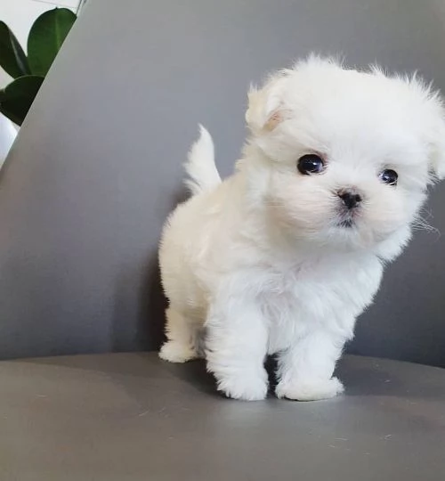 Cuccioli di maltese teacup in regalo | Foto 2