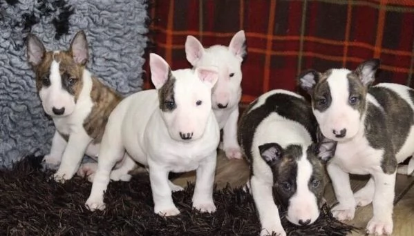 Cuccioli bull Terrier Maschi Femmine