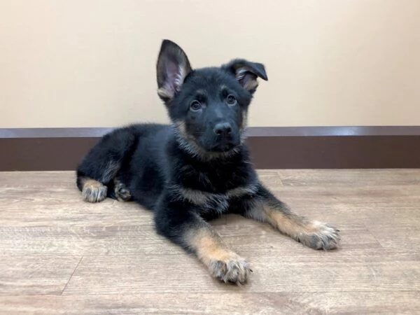 Cuccioli di pastore tedesco nero