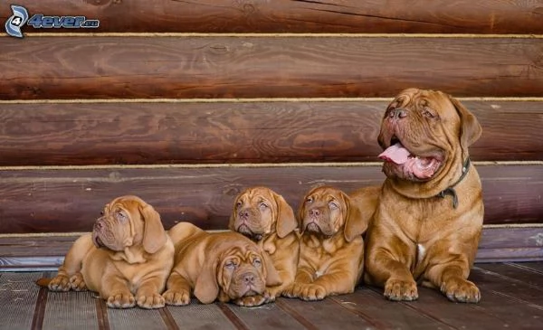 Bellissimi cuccioli di Dogue de Bordeaux 