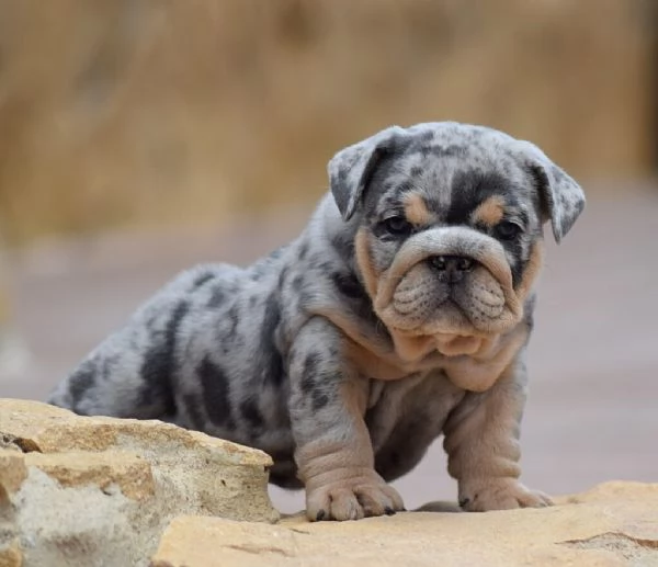 Bulldog Inglese cuccioli | Foto 0