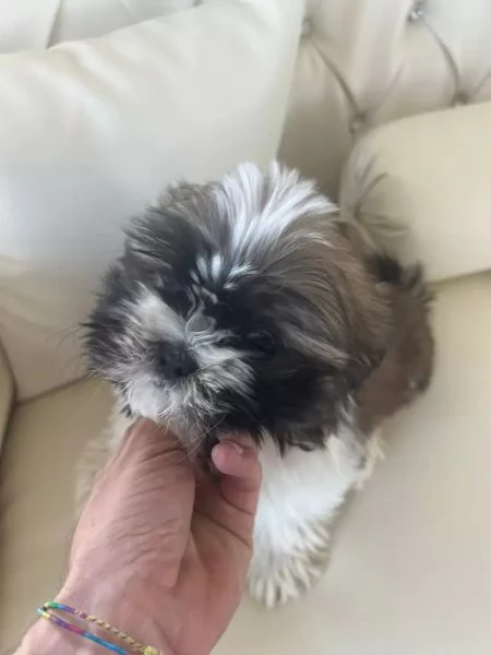  Shih Tzu di 3 mesi  | Foto 0