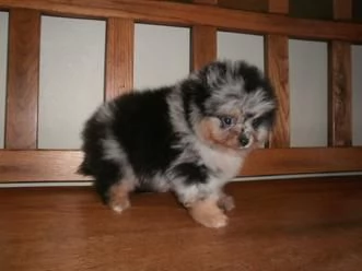 i cuccioli di Pomerania mini