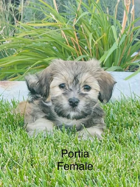 Adorabile Havanese di razza pura | Foto 1