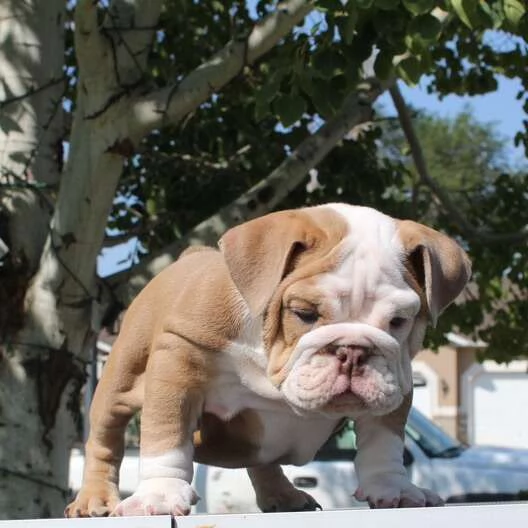 Bellissimi cuccioli di Bulldog inglese | Foto 0