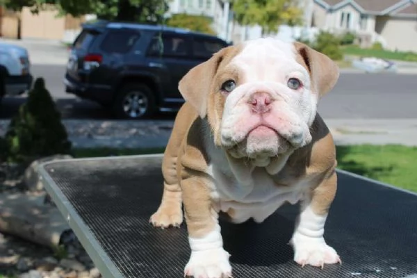 Bellissimi cuccioli di Bulldog inglese