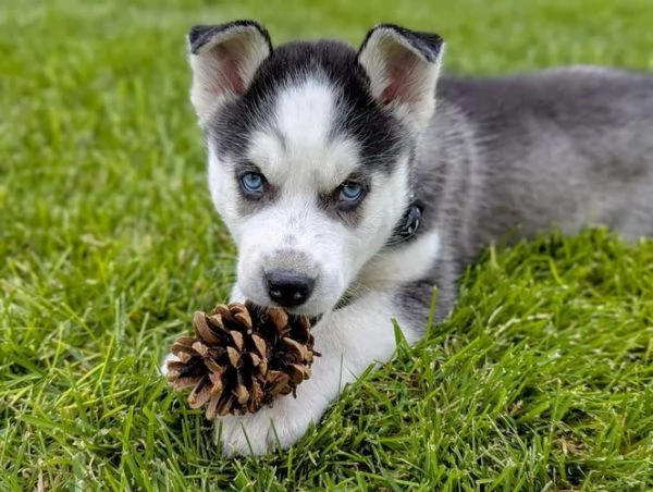 cuccioli di husky siberiano dagli occhi azzurri