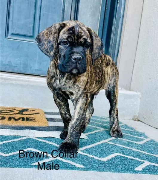 Cuccioli di Cane Corso KC di 10 settimane | Foto 1