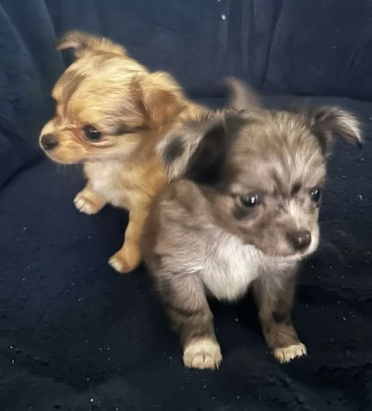 Chihuahua merle Pronti per la loro nuova casa