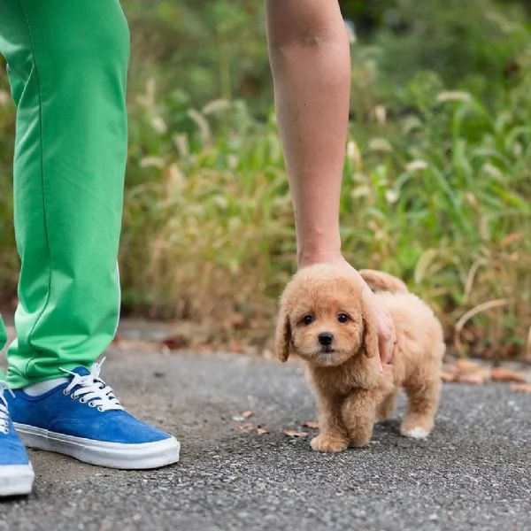 Maschio maltipoo cucciolo | Foto 0