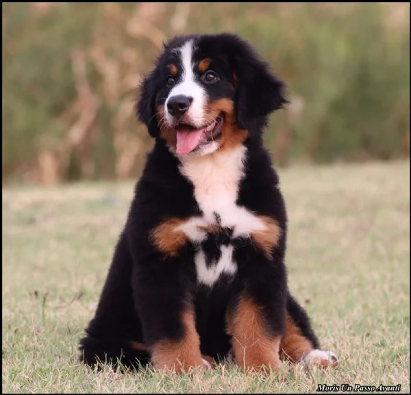 Cuccioli di Bovaro Bernese | Foto 6