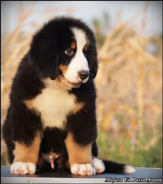 Cuccioli di Bovaro Bernese | Foto 5