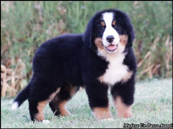 Cuccioli di Bovaro Bernese | Foto 4