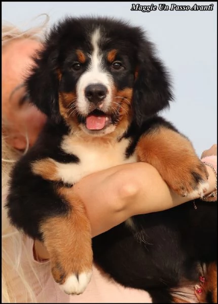 Cuccioli di Bovaro Bernese | Foto 3