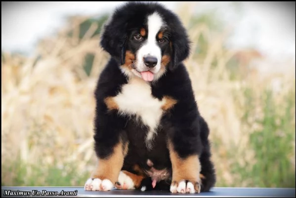 Cuccioli di Bovaro Bernese | Foto 2