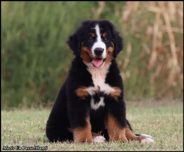 Cuccioli di Bovaro Bernese | Foto 1