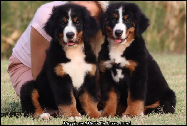 Cuccioli di Bovaro Bernese