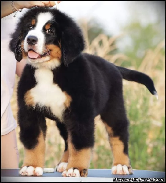 Cuccioli di Bovaro Bernese | Foto 0