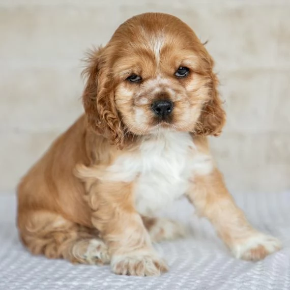 REGALO Cuccioli Coker Spaniel i cuccioli vengono consegnati con svezzamento  primo vaccino librett