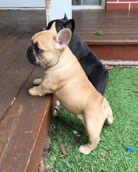 Regalo CUCCIOLI DI BULLDOG FRANCES Disponibili cuccioli di Bulldog maschi e femmine I nostri cuccio