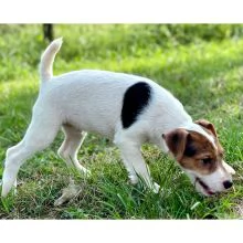 REGALO JACK RUSSELL CUCCIOLI Sono disponibile due bellissime cuccioli jack russell  Alta genealogia