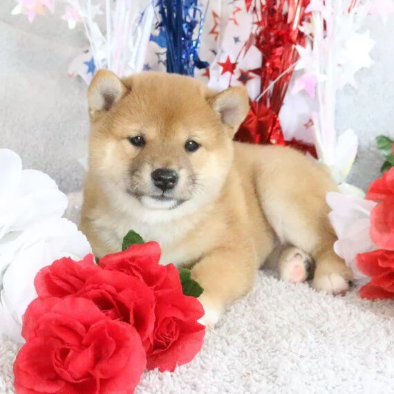 REGALO Cuccioli Shiba Inu cuccioli Shiba Inu maschio e femmina disponibile Tutti i documenti sono d