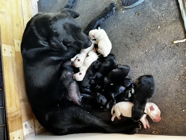 Cuccioli di Labrador