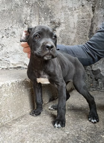 Cuccioli Cane Corso 