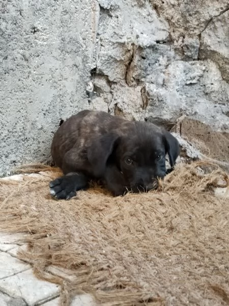 Cuccioli Cane Corso  | Foto 2