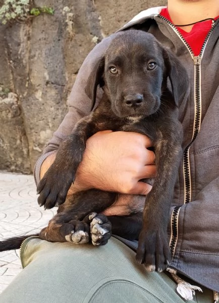 Cuccioli Cane Corso  | Foto 1