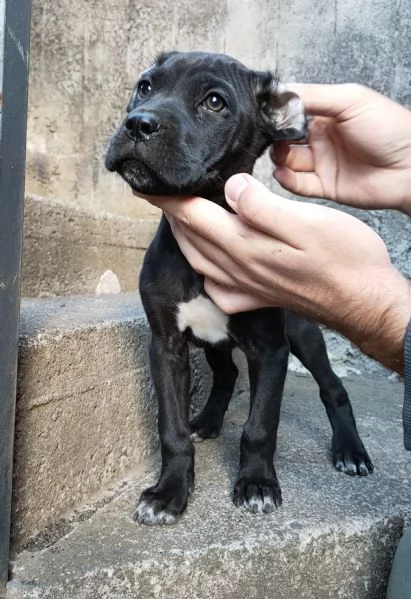 Cuccioli Cane Corso  | Foto 0