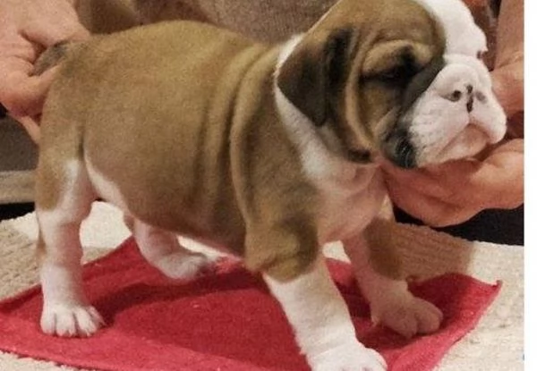 Cuccioli di bulldog inglesi